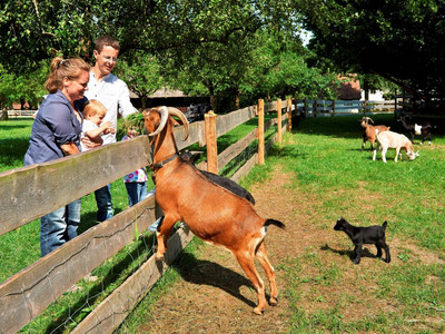 FamilienSonntag "Tiere auf dem Bauernhof"